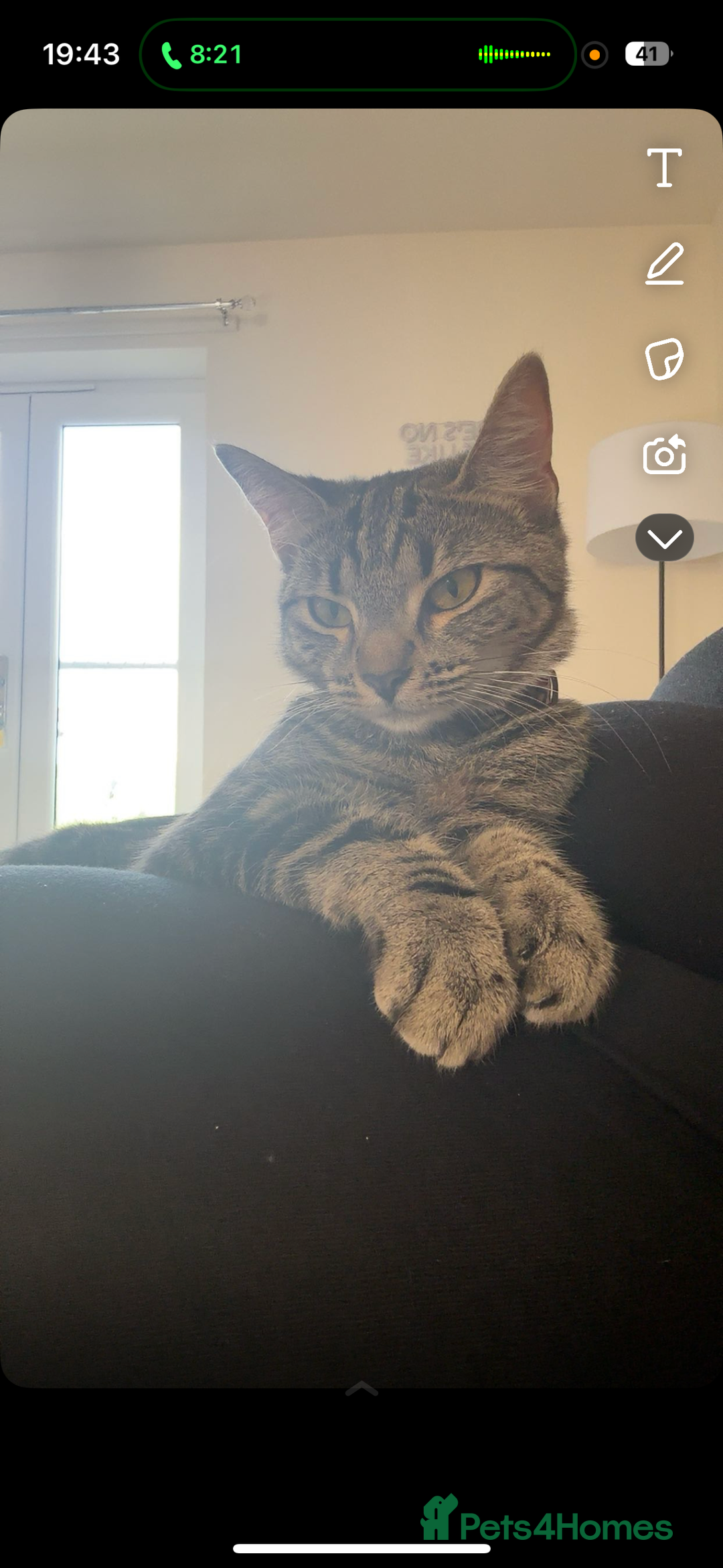 American Shorthair cats for sale: Female cat 1 year old  - Image 4