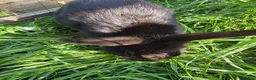 Mixed Breed rabbits for sale: Half Mini lop rabbits - Advert 9