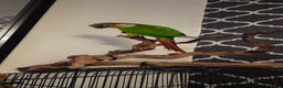Conures birds for sale: Conure for sale - Advert 1