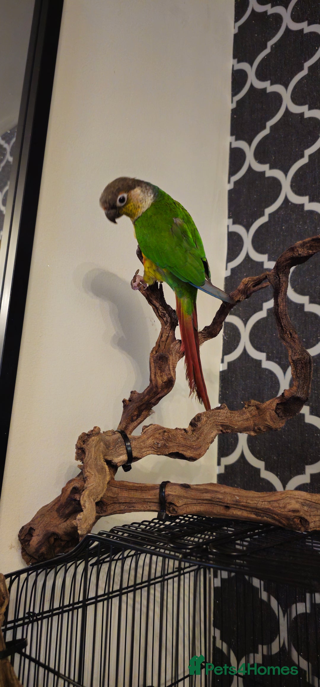 Conures birds for sale: Conure for sale - Advert 1