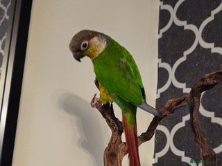Conures birds Conure for sale - Advert 4