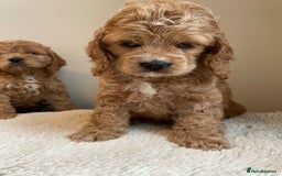 Cockapoo dogs for sale: Toy Yankee doodles American cockapoo - Image 3