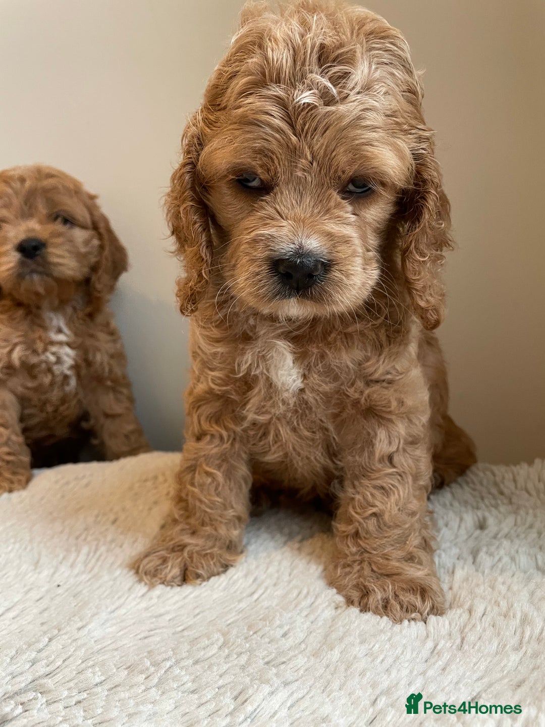 Cockapoo dogs for sale: Toy Yankee doodles American cockapoo - Image 3