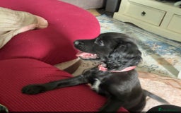Sprocker dogs for sale: Sprocker puppy last 1 vaccinated and microchipped  - Image 5