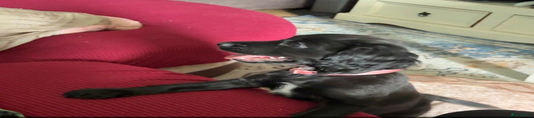 Sprocker Puppy 4