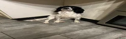 Sprocker dogs for sale: Sprocker Spaniel Puppies For Sale - Advert 12