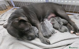 Staffordshire Bull Terrier dogs for sale: 6 Beautiful Staffordshire bull terrier puppies, - Image 5