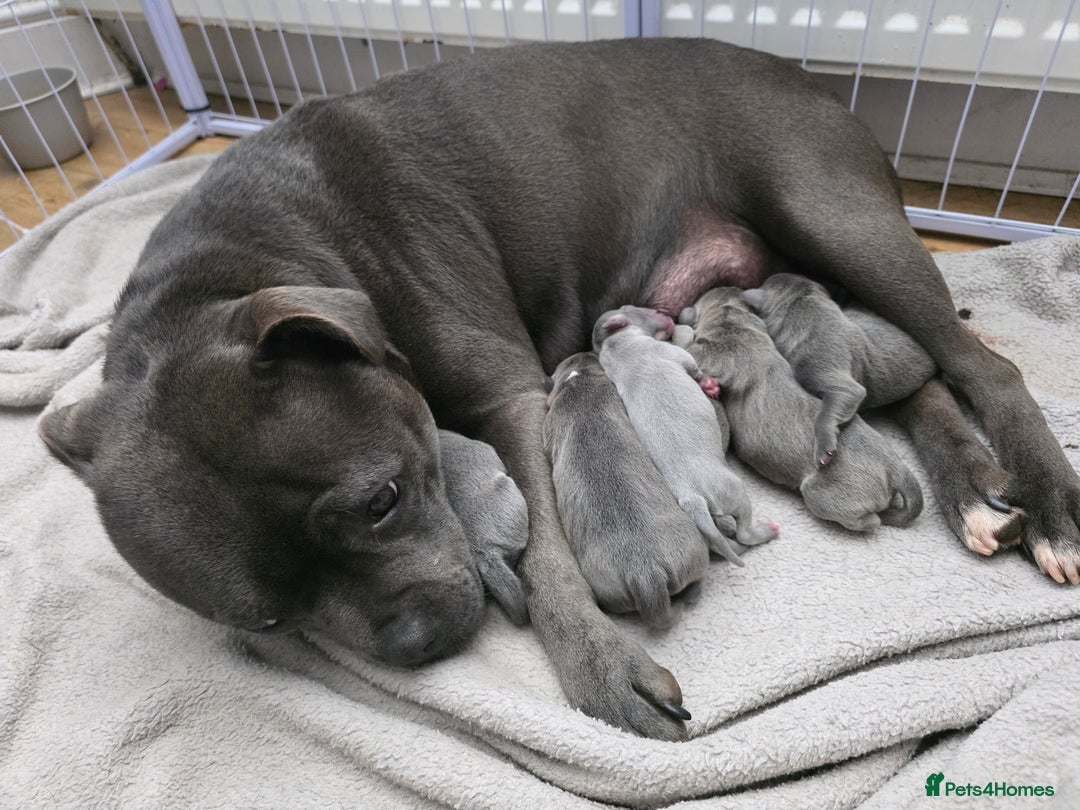 Staffordshire Bull Terrier dogs for sale: 6 Beautiful Staffordshire bull terrier puppies, - Image 5