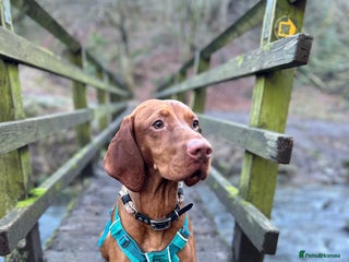 Hungarian Vizsla dogs in Crook - Advert 1