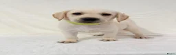 Labrador Retriever dogs for sale: 6 adorable Labrador retriever puppies  in Maldon - Advert 10