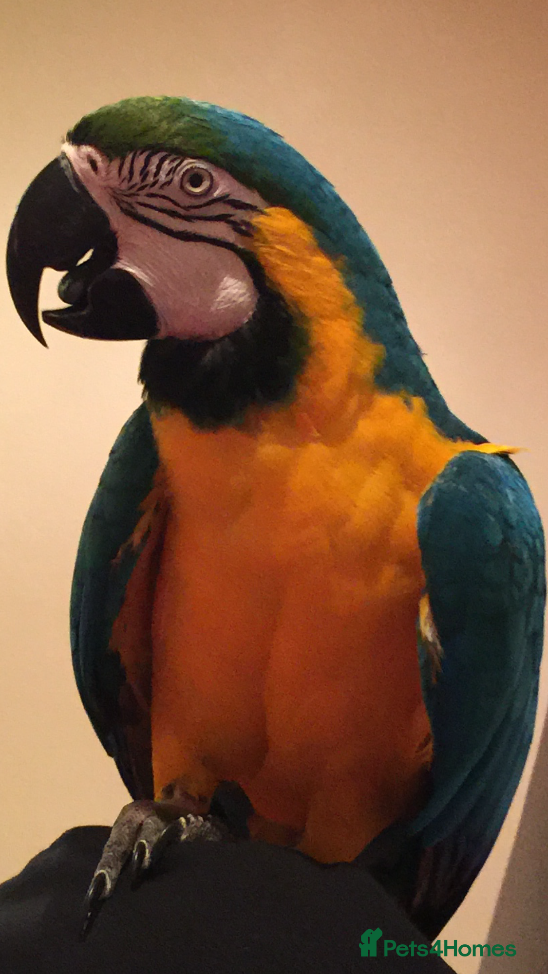 Macaws birds Beautiful Blue & Gold Macaw - Advert 2