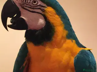 Macaws birds Beautiful Blue & Gold Macaw - Advert 2