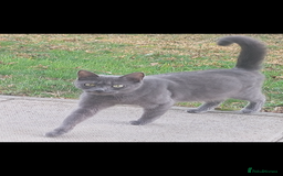 Abyssinian cats for sale: Needs a good home free - Image 2