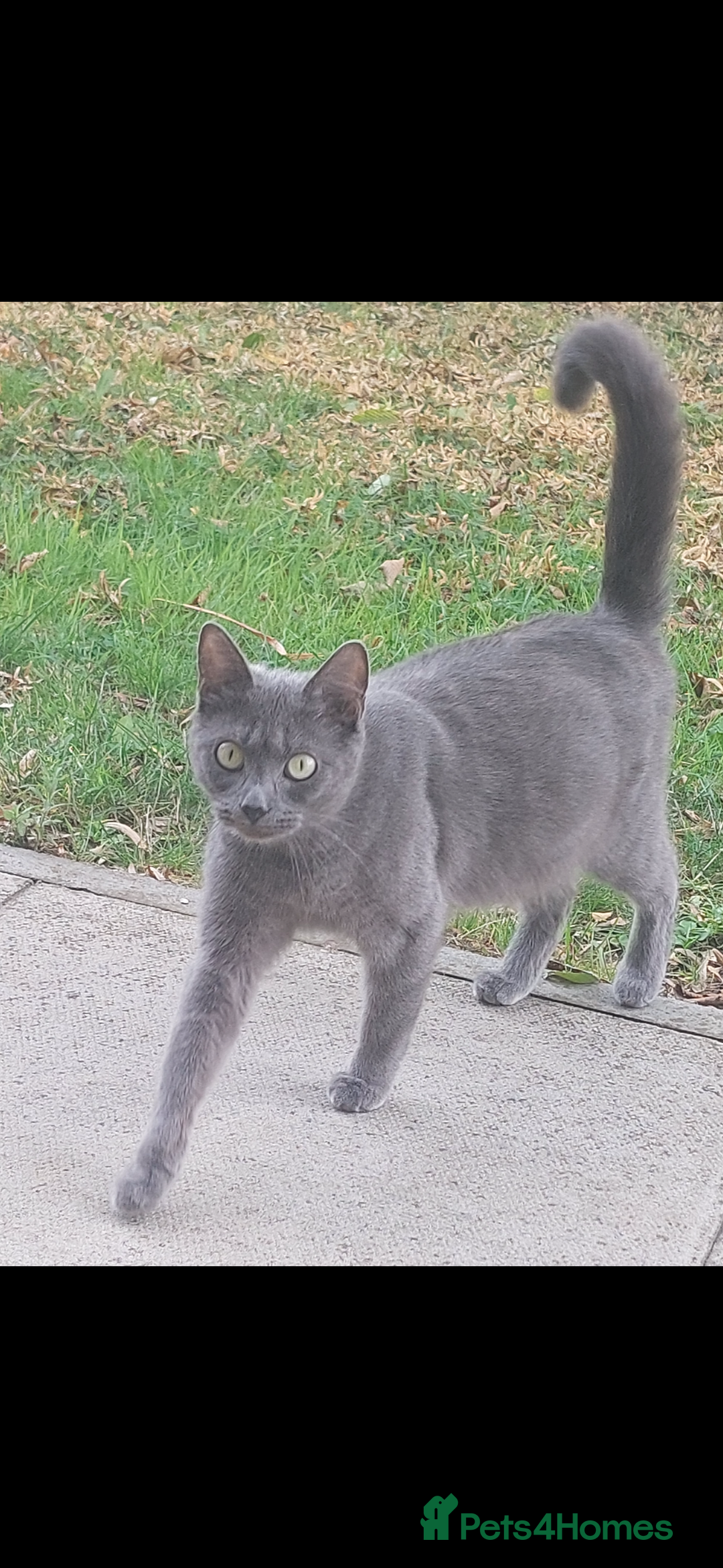 Abyssinian cats for sale: Needs a good home free - Image 2