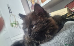 Turkish Angora cats for sale: Beautiful Fluffy Kittens Looking for Loving Homes - Image 16