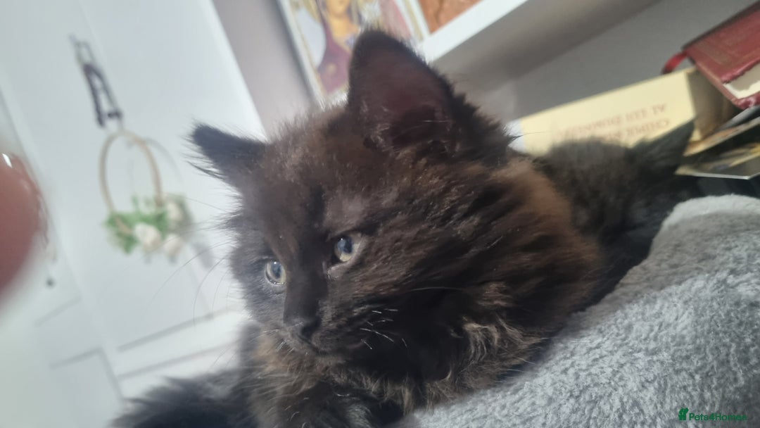 Turkish Angora cats for sale: Beautiful Fluffy Kittens Looking for Loving Homes - Image 16