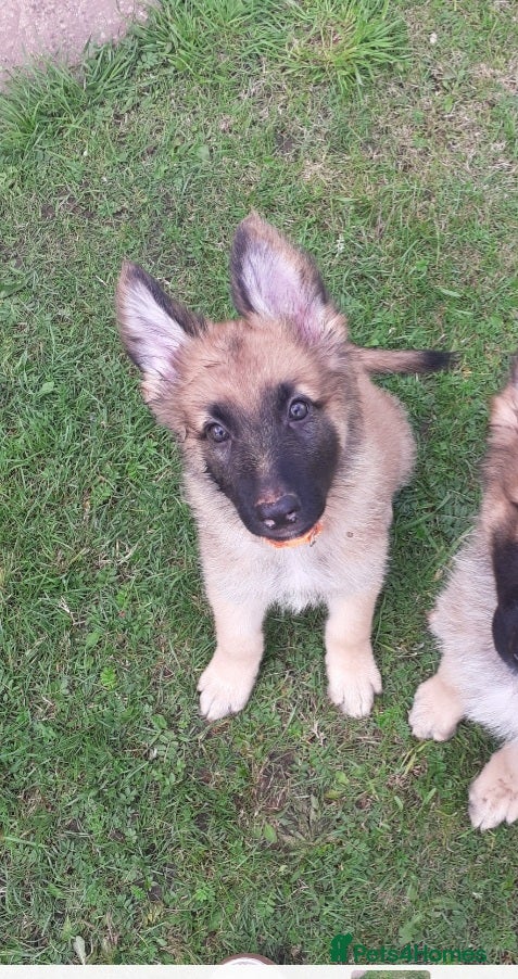 German Shepherd dogs Straight back german shepard puppies  - Advert 18