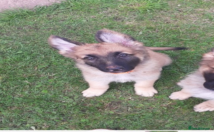 German Shepherd dogs - Advert 9