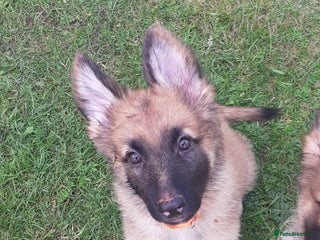 German Shepherd dogs - Advert 22