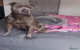 Staffordshire Bull Terrier dogs for sale: 9 beautiful black Staffordshire Bullterriers - Image 6