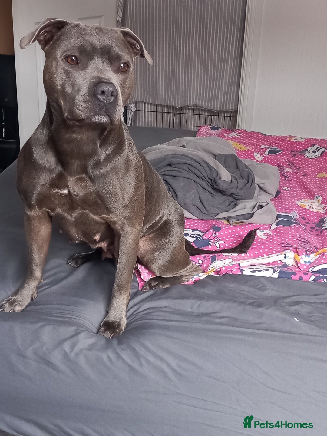Staffordshire Bull Terrier dogs for sale: 9 beautiful black Staffordshire Bullterriers - Image 6