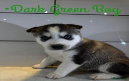 Siberian Husky dogs for sale: Husky Puppies 🩵🩷 - Image 10