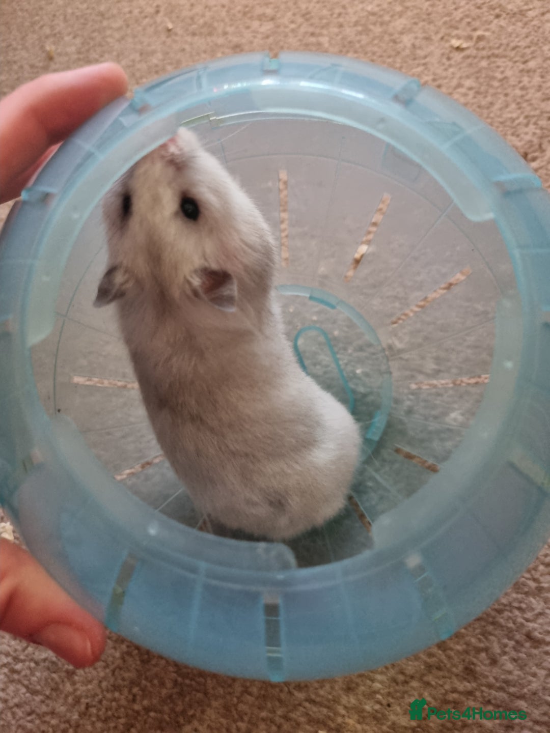 Hamster rodents for sale: Hamster and cage - Advert 4