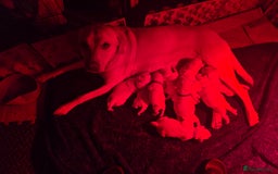 Labrador Retriever dogs for sale: Mr Neil Houston - Image 1