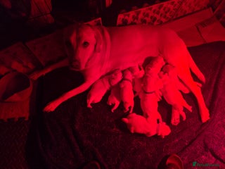 Labrador Retriever dogs - Advert 13