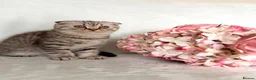 Mixed Breed cats for sale: 🐱 Adorable Kittens🐱 - Advert 9