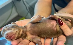 Miniature Dachshund dogs for sale: Beautiful litter of miniature dachshund  - Advert 2