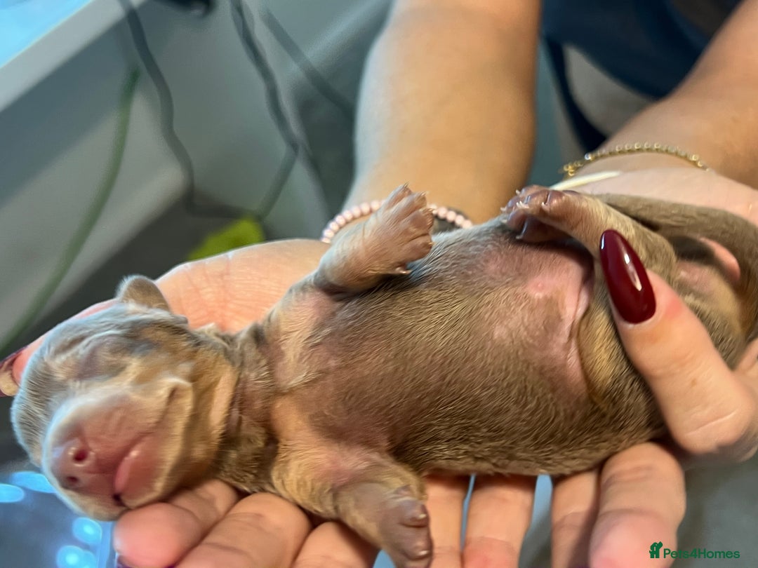 Miniature Dachshund dogs for sale: Beautiful litter of miniature dachshund  - Advert 2