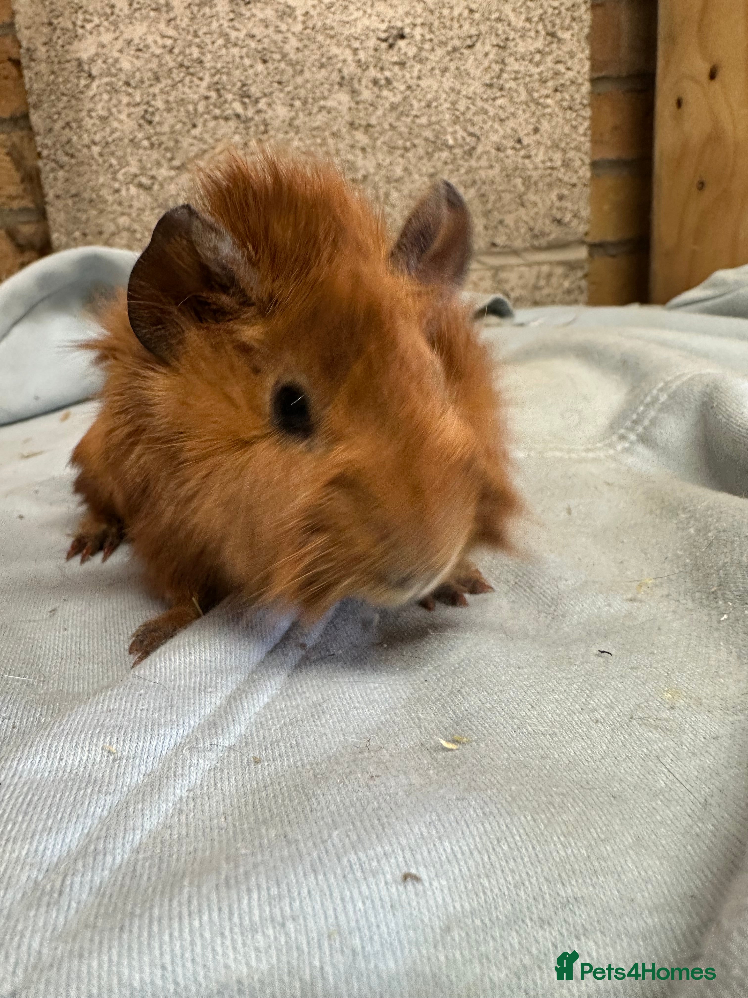 Guinea Pig rodents Male Guinea Pigs For Sale  - Advert 1