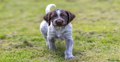 German Wirehaired Pointer dogs - Advert 2