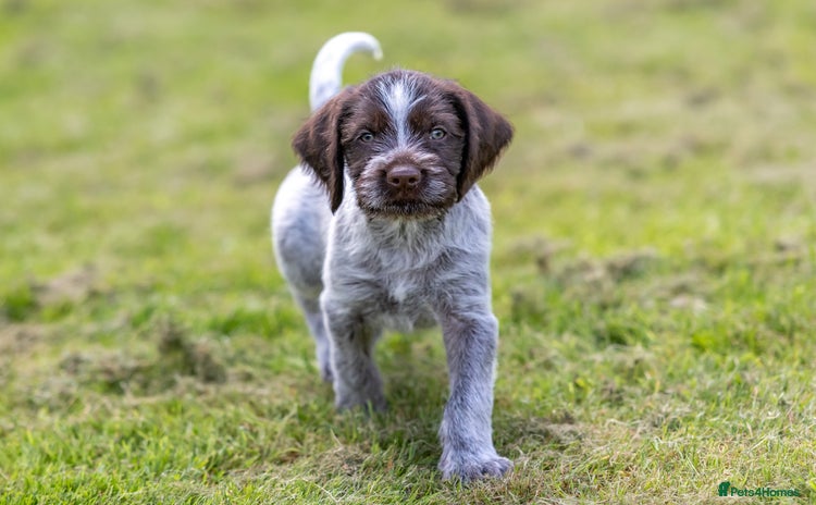 German Wirehaired Pointer dogs - Advert 1