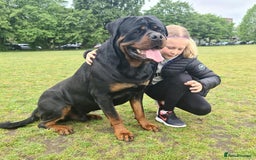 Rottweiler dogs for sale: Rottweiler  - Image 17