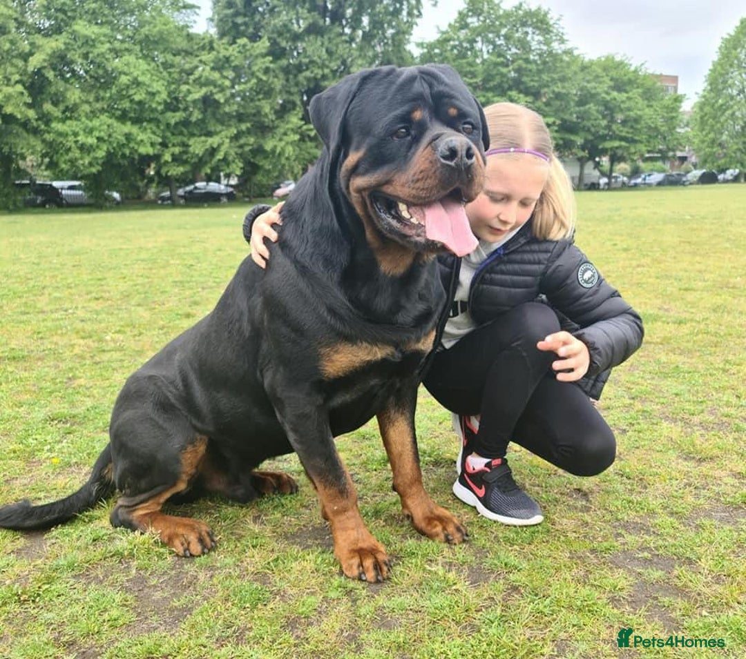 Rottweiler dogs for sale: Rottweiler  - Image 17