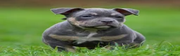 American Bully dogs for sale: READY NOW 9 beautiful ABKC pocket bullies - Advert 19