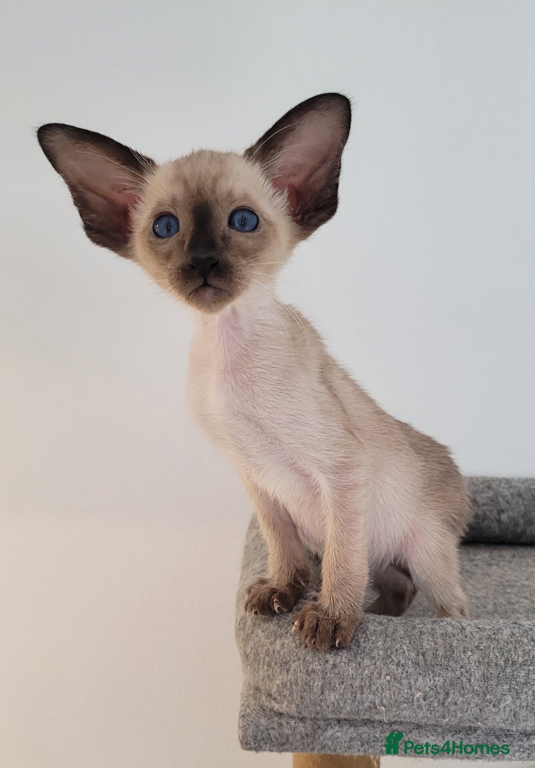 Oriental cats for sale: Oriental Shorthair kittens  - Image 15