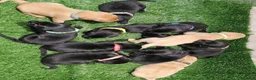 Labrador Retriever dogs for sale: Lovely Labrador puppy’s  in Taunton - Advert 24