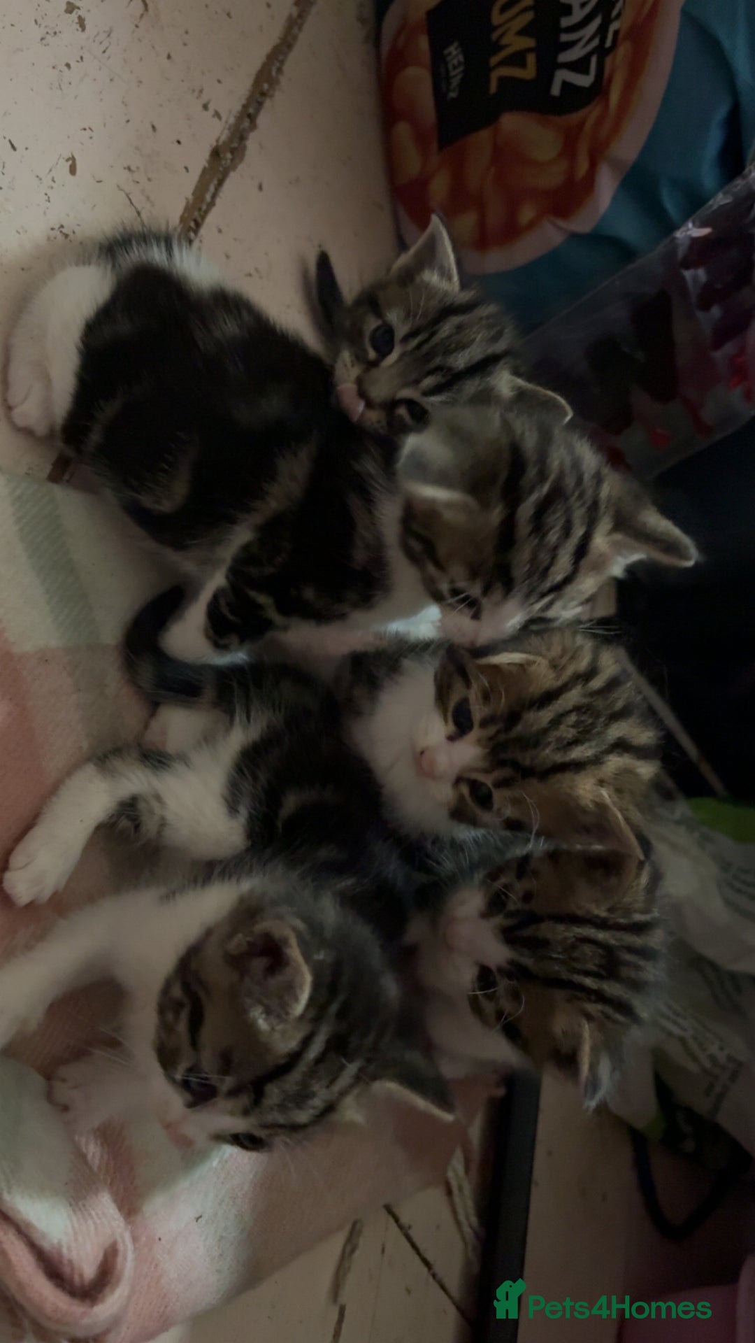 Mixed Breed cats for sale: Five tabby shorthair and longhair kittens - Advert 25