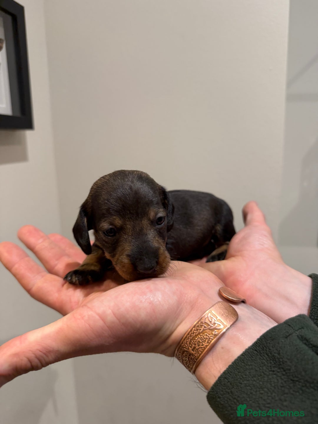 Dachshund dogs for sale: Wire haired Teckel puppies  - Advert 7