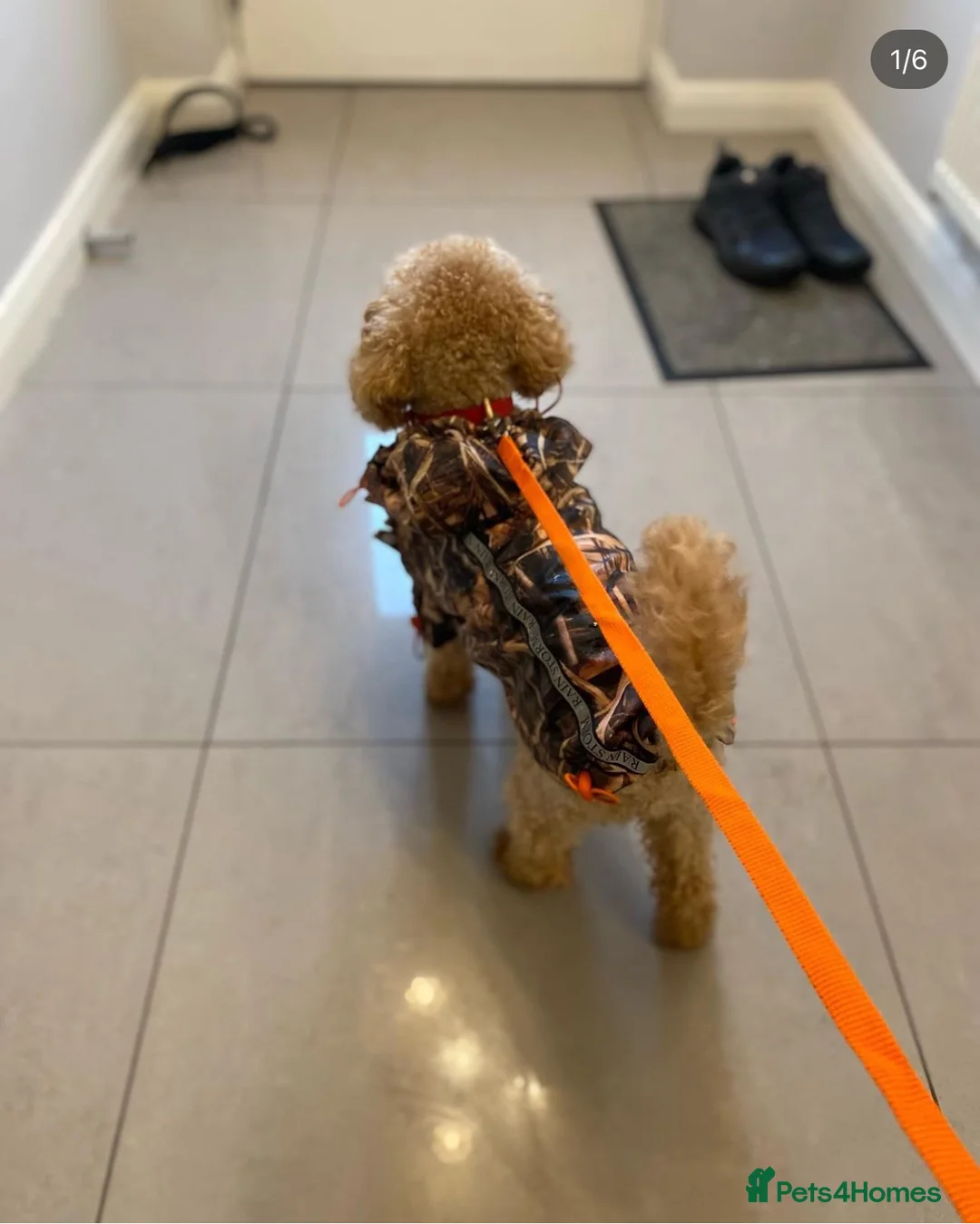 Toy Poodle dogs for stud: Toy Red Poodle Stud in Liverpool - Advert 6