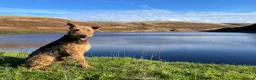 Airedale Terrier dogs for stud: Airedale Terrier Stud Dog – Health Tested - Advert 5