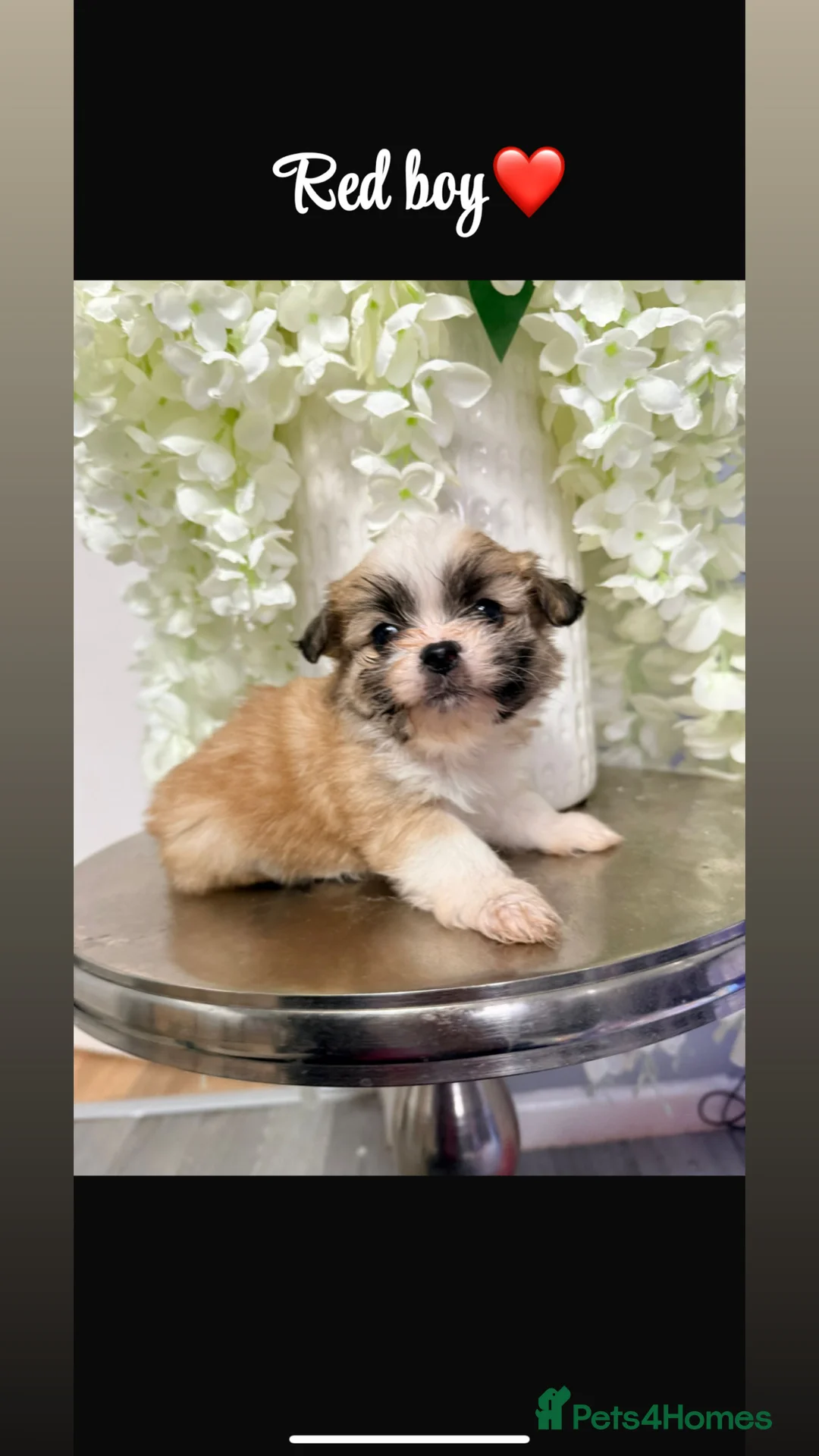 Shih Tzu dogs for sale: Delightful pedigree Shih tzu’s looking for homes - Advert 6