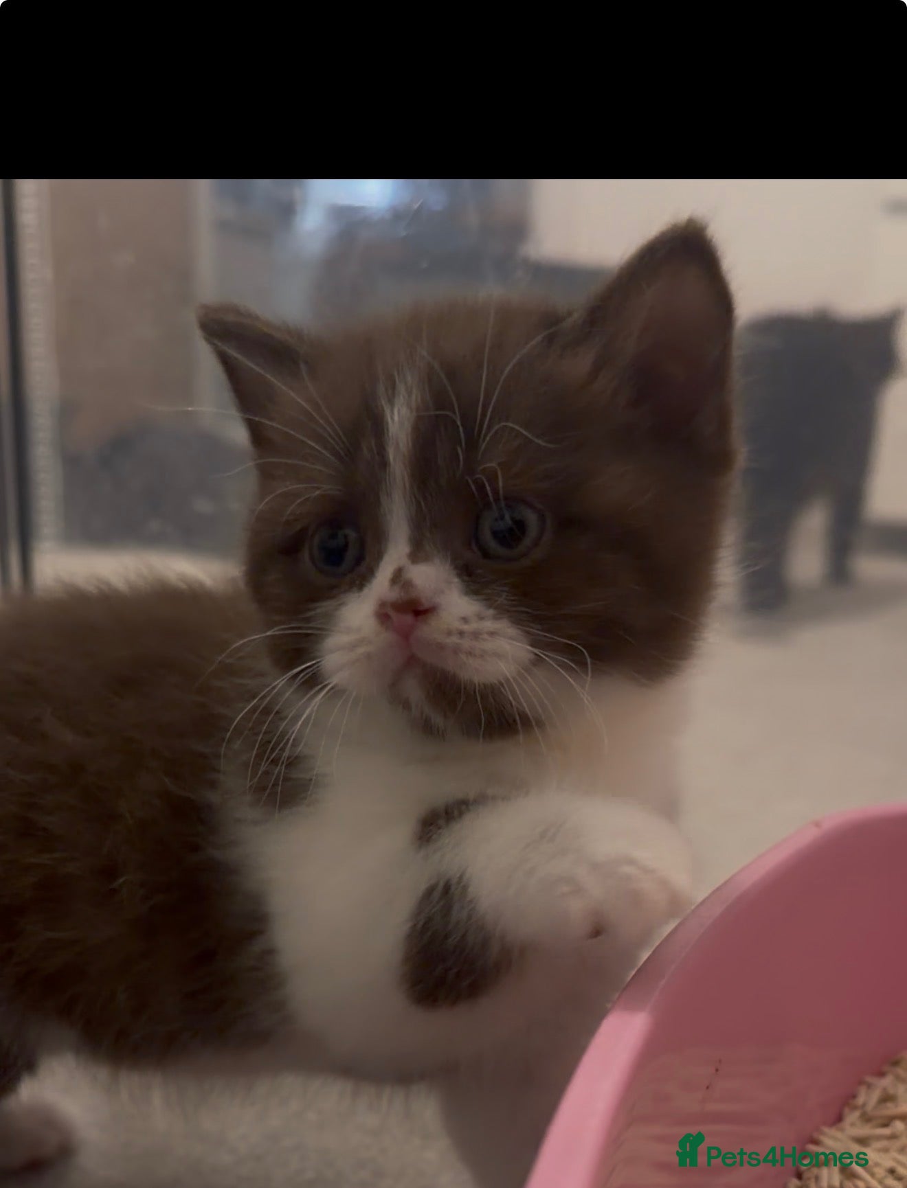 British Shorthair cats for sale: 1 girl chocolate bi-colour remaining 🥰 - Advert 1