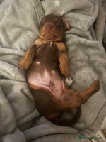 Miniature Dachshund dogs Miniature dachshund buy puppy - Advert 2