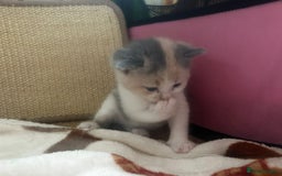 British Shorthair cats for sale: British shorthair cross kittens - Image 15