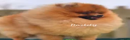 Pomeranian dogs for sale: *Beautiful dna clear pedegree boy pomeranian* - Advert 7