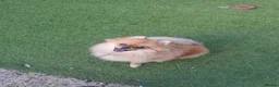 Pomeranian dogs for sale: True teddy face pom in Ashford - Advert 2
